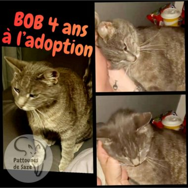 Photo de BOB