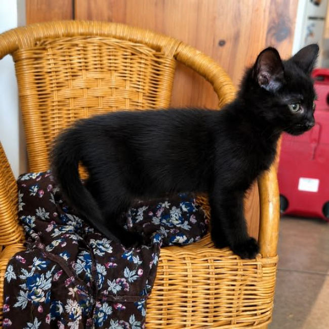 Photo de Kirikou