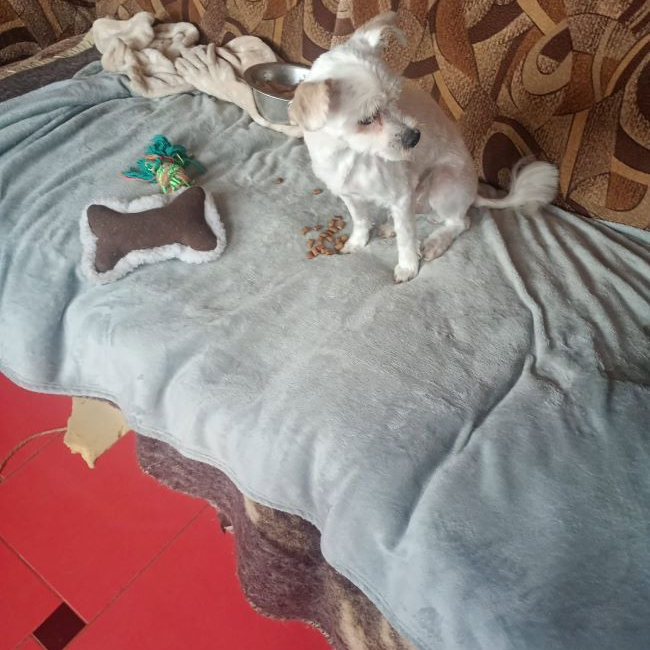 Photo de Toby (Pufulete)