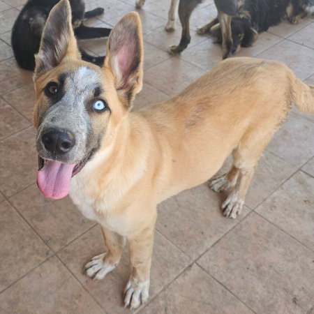 TOGO - Chien Husky Sibérien x Mastiff à adopter