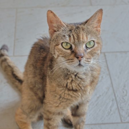 Léa - Chat Européen à adopter