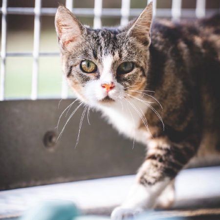 Ellie - Chat Européen à adopter