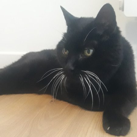 Meli - Chat Européen à adopter