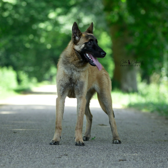 Photo de Zoulou