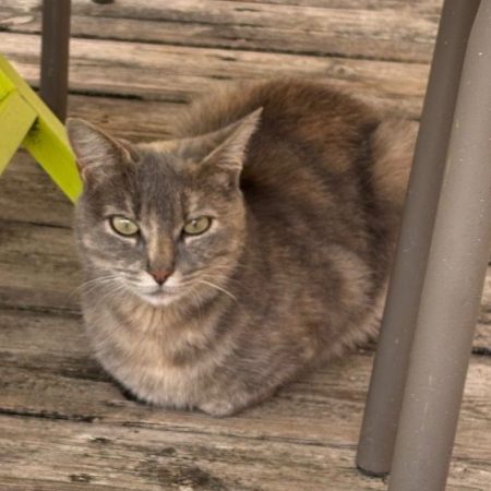 GRIZOUNETTE - Chat à adopter