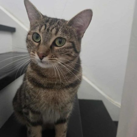 Narnia - Chat Européen à adopter