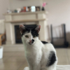Galia