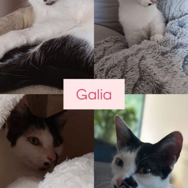 Photo de Galia