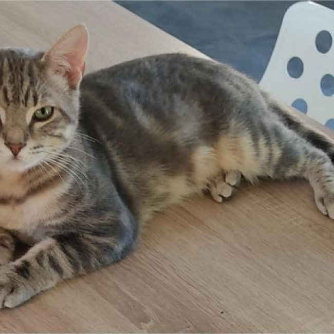 Photo de Ratinho
