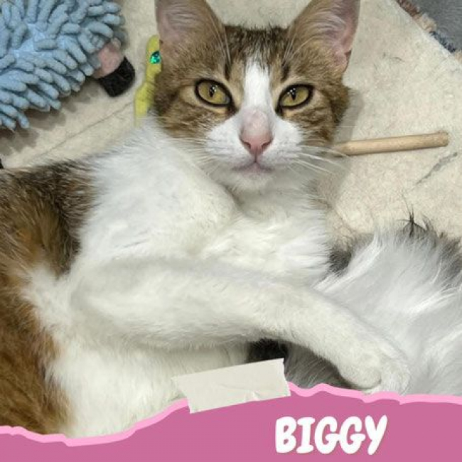Photo de Biggi