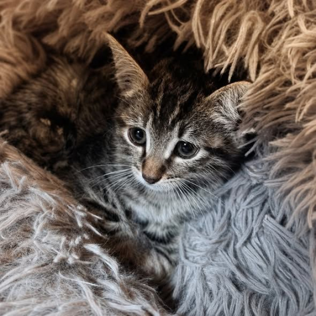 Photo de Tobby