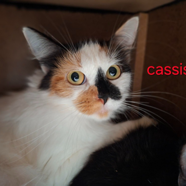 Cassis