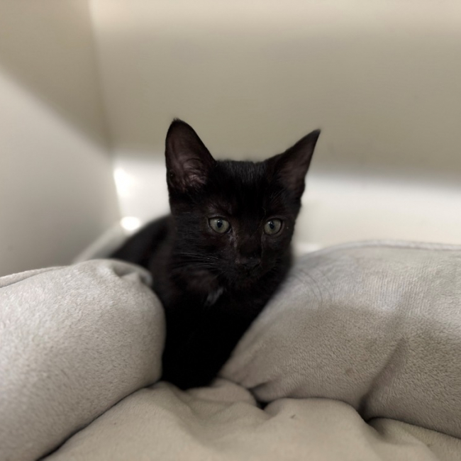 Titi