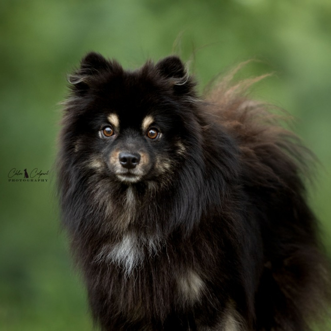 Photo de Ares