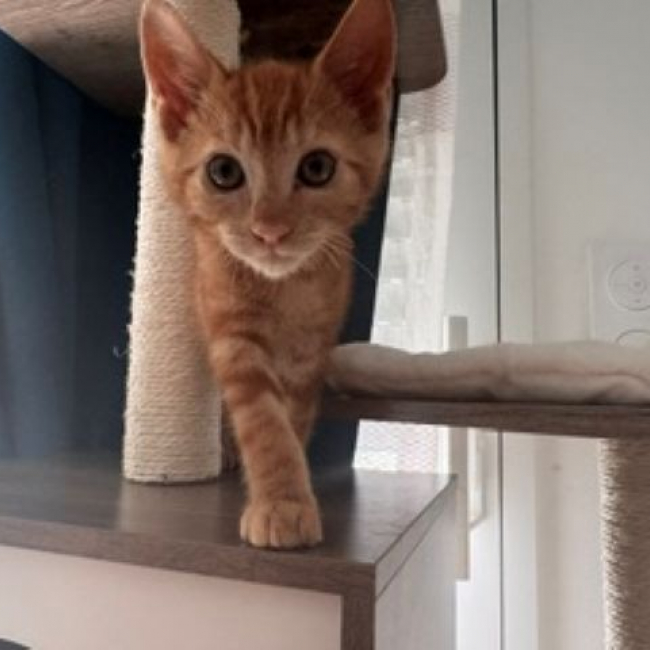 Kael