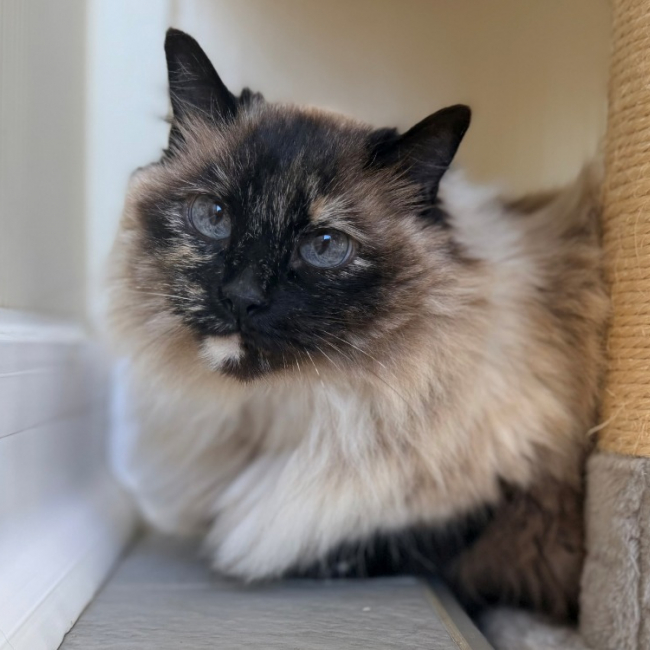 Photo de Minette