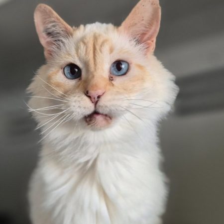 Chanel - Chat Européen à adopter