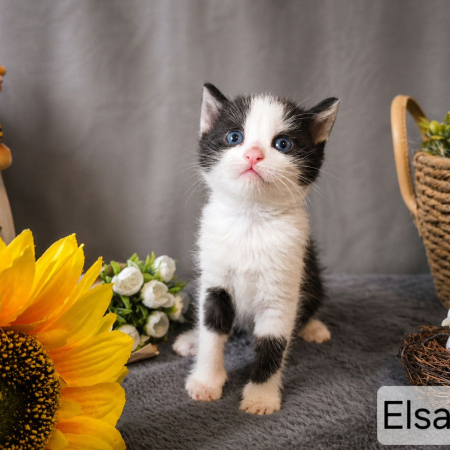 Photo de Elsa