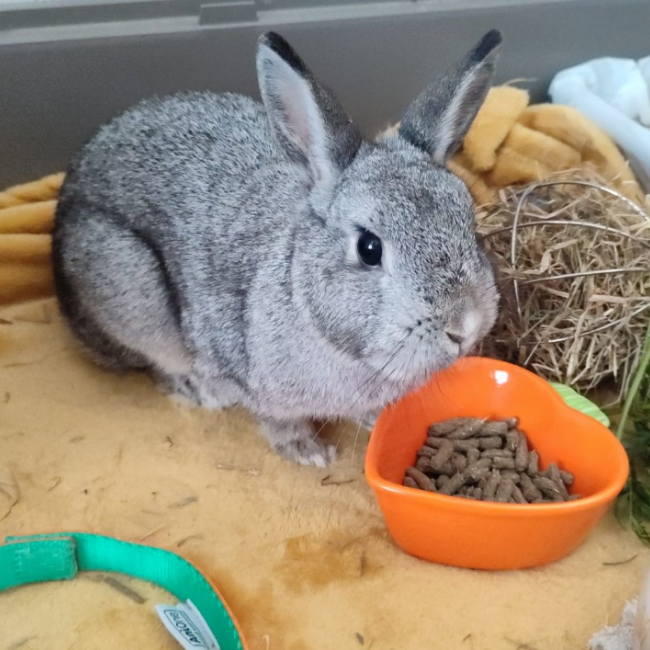 Photo de Fleur