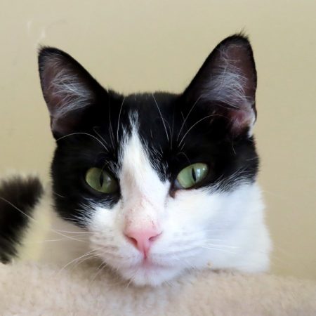 June - Chat Européen à adopter