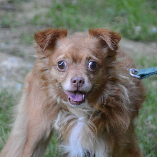 Porthos