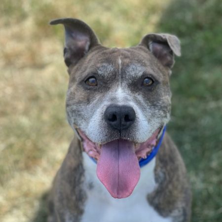 General - Chien à adopter
