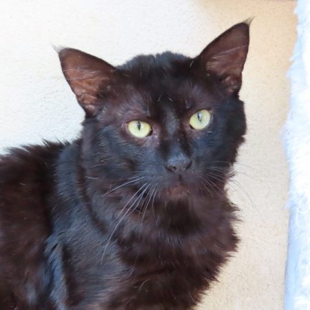Rock star - Chat Européen à adopter