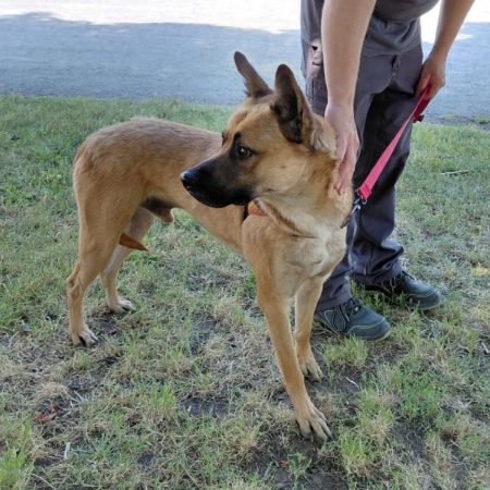 Buck - Chien à adopter