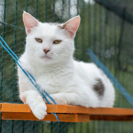 Broken - Chat Européen à adopter