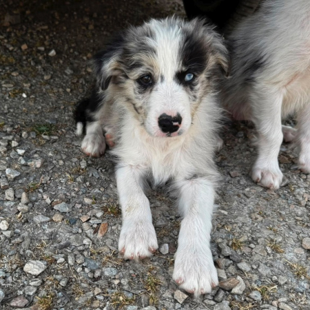 Photo de Boblé