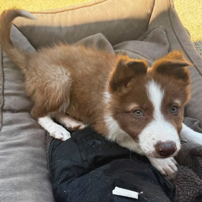 Photo de Banjo