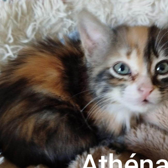 Photo de Athena réservé