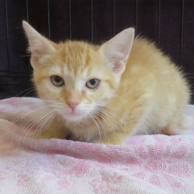 Photo de Yoshi
