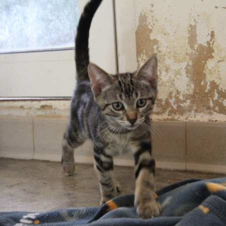 Cookie - Chat Européen à adopter