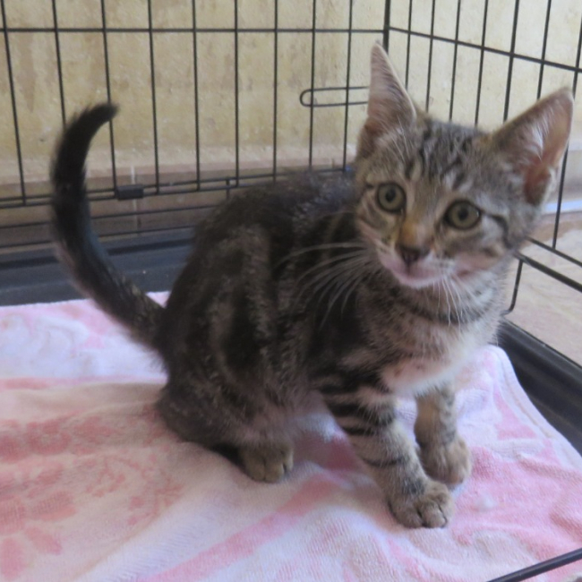 Photo de Cookie