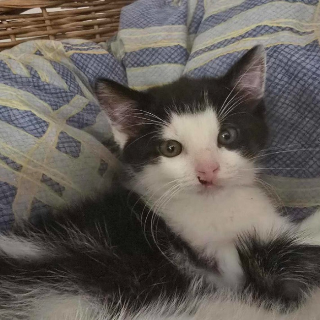 Photo de Domino
