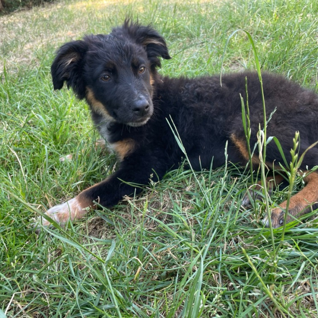 Photo de Cola
