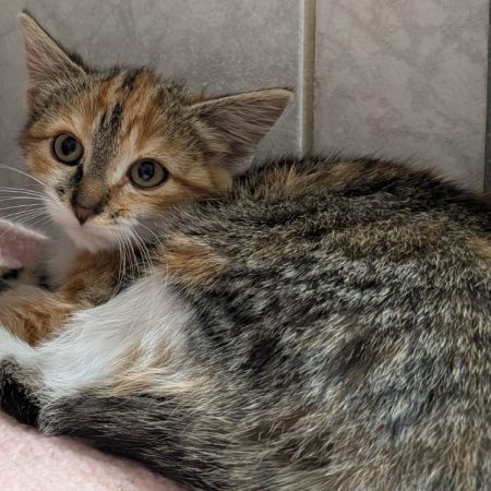 Misora - Chat Européen à adopter