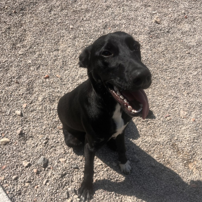 Photo de Balou