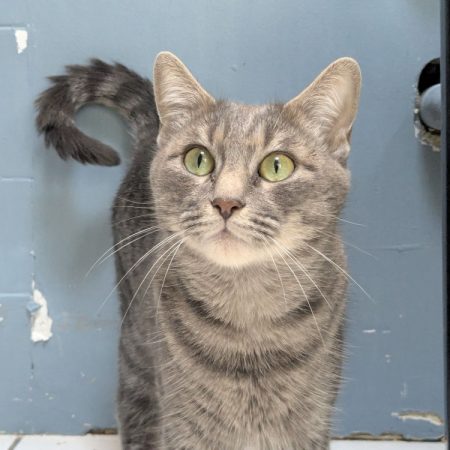 Zelda - Chat Européen à adopter