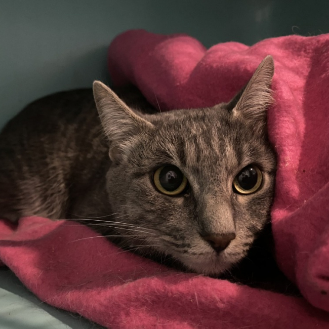 Photo de Zelda