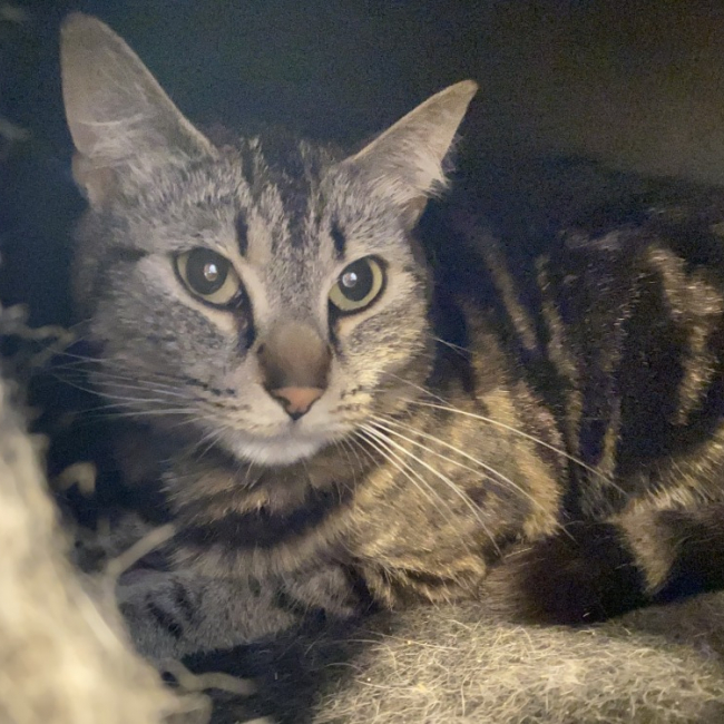 Photo de Minette