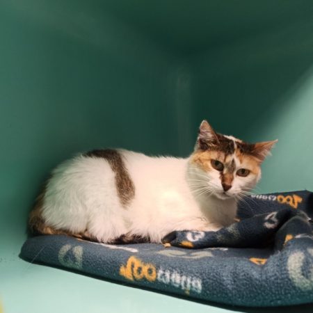 Gaufrette - Chat Européen à adopter