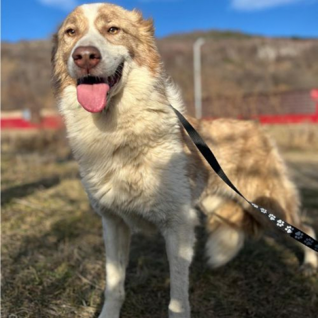 Photo de COLLIE