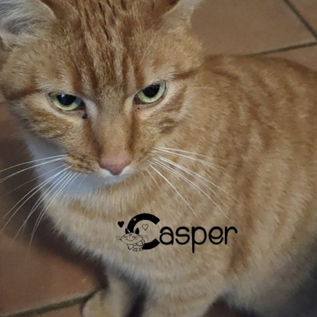 Photo de CASPER
