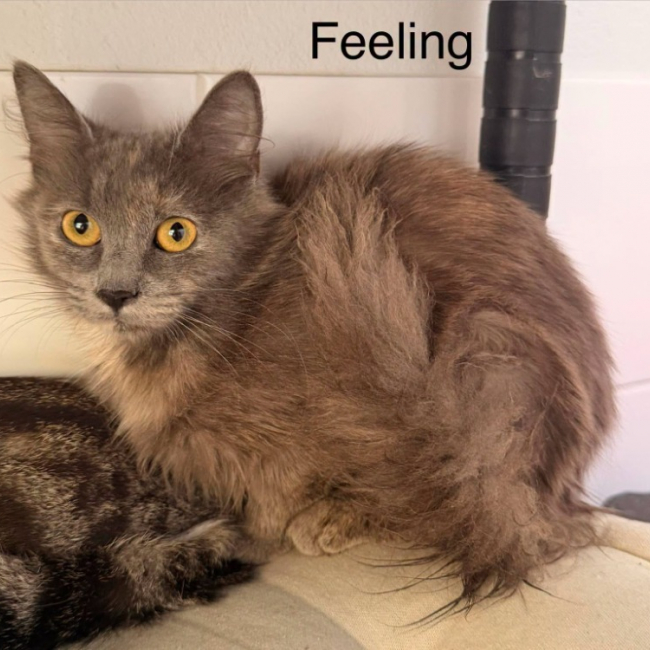 Photo de Feeling