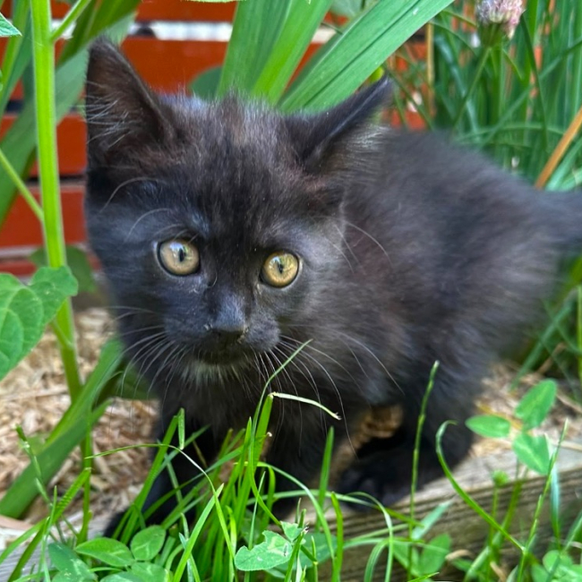 Photo de Peppa