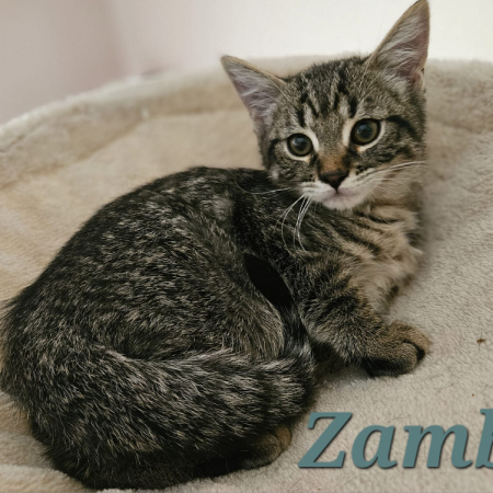 Photo de Zambo