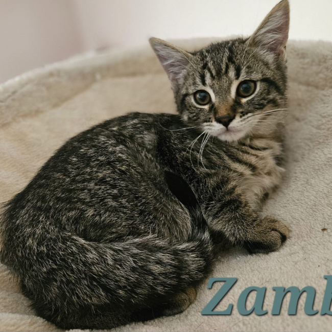 Zambo