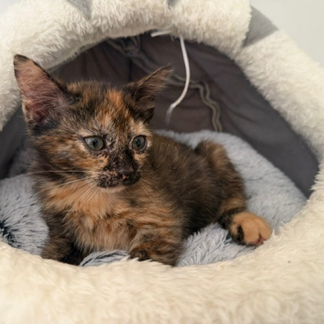 Electra